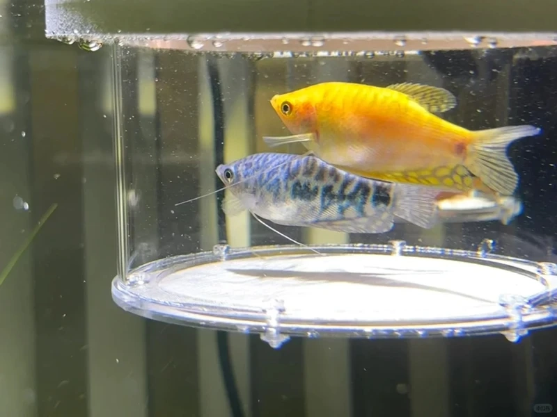 Nhỏ nhắn đáng yêu với cá gourami mini