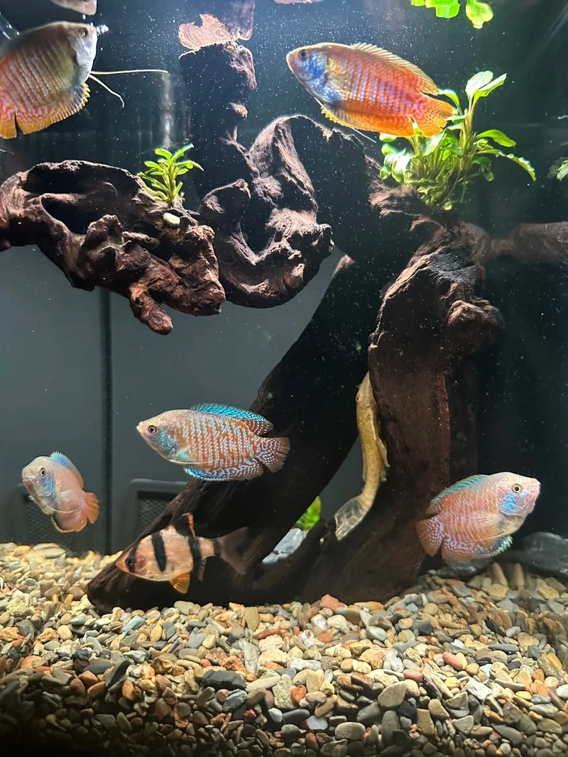 Điểm nhấn nổi bật của cá gourami nổi bật