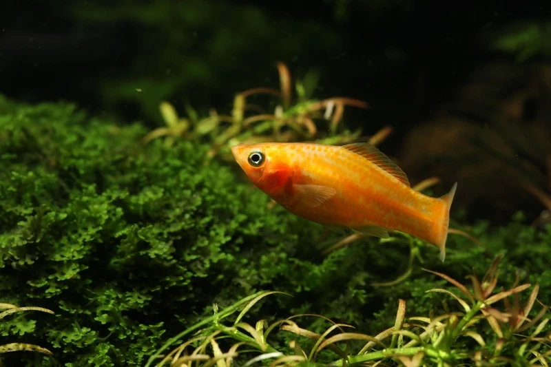 Màu sắc tươi sáng của cá molly vàng