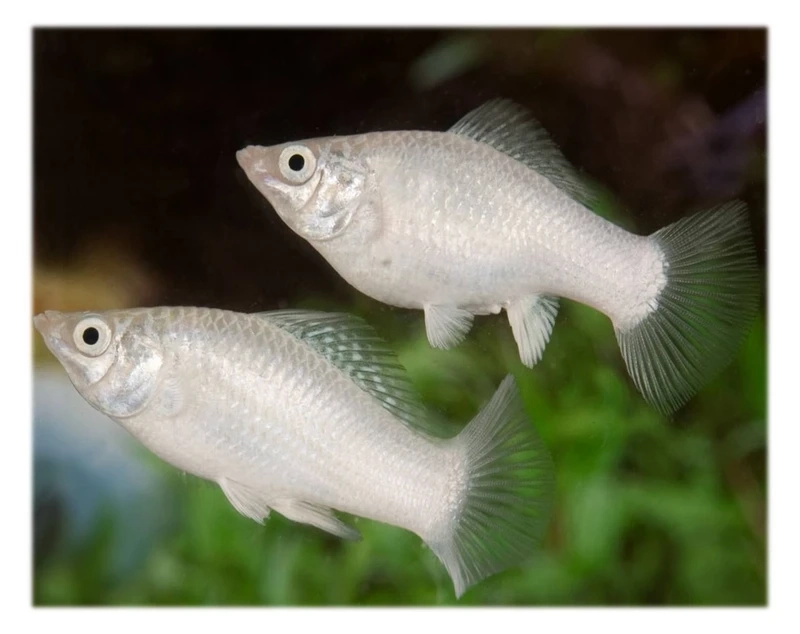 Dáng tròn đáng yêu của cá molly balloon