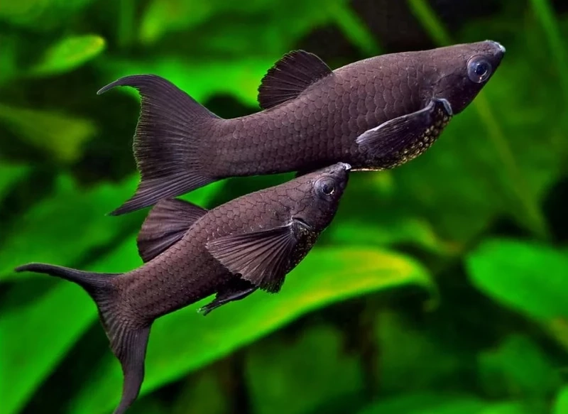 Ngắm nhìn cá molly đàn đẹp bơi lội trong bể