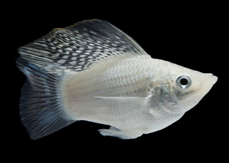 Điểm nhấn hồ cá là cá molly nổi bật