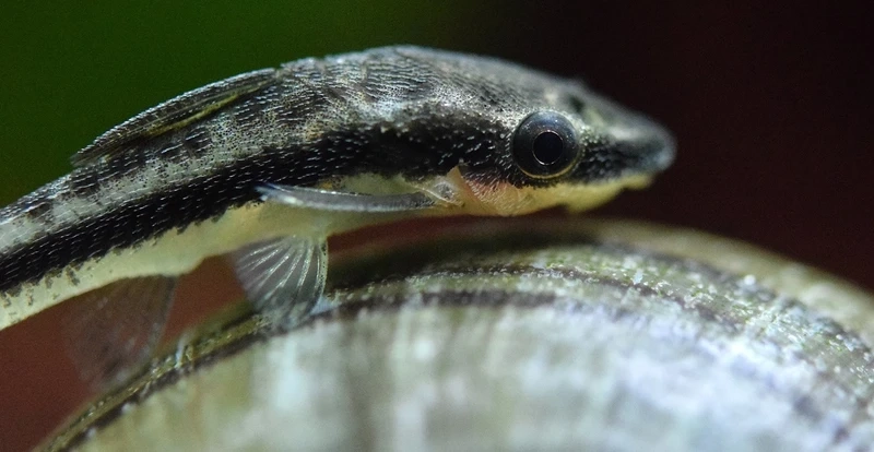 Giải pháp dọn rêu hiệu quả với cá otocinclus dọn rêu