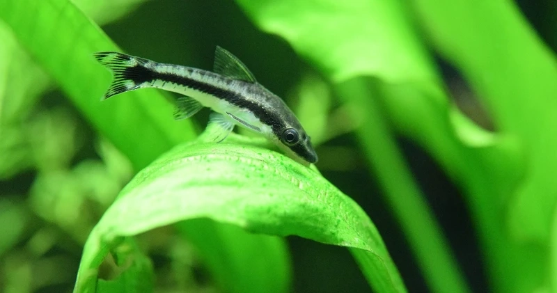 Nhỏ nhắn đáng yêu với cá otocinclus mini