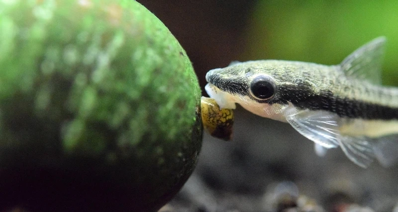 Điểm nhấn cho cá otocinclus bể thủy sinh