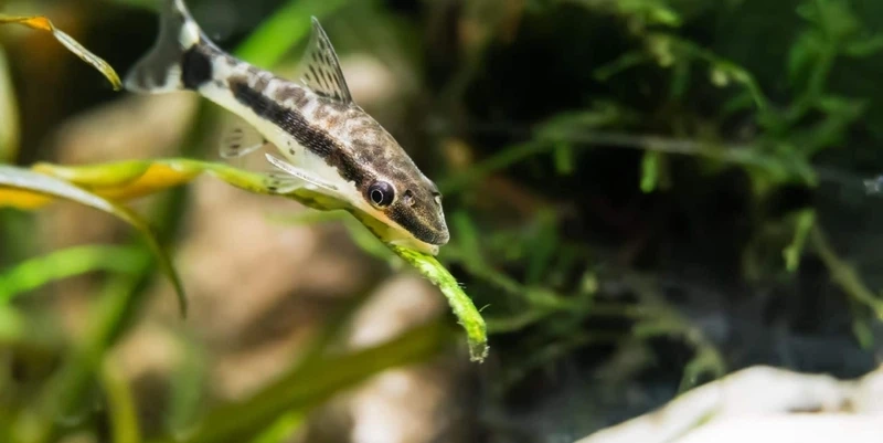 Làm sạch hồ cá với cá otocinclus dọn bể cá