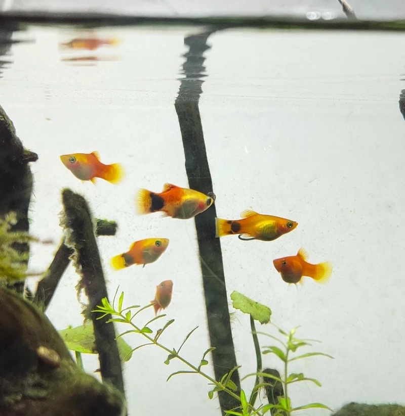 Điểm nhấn bể cá là cá platy mickey trang trí bể cá