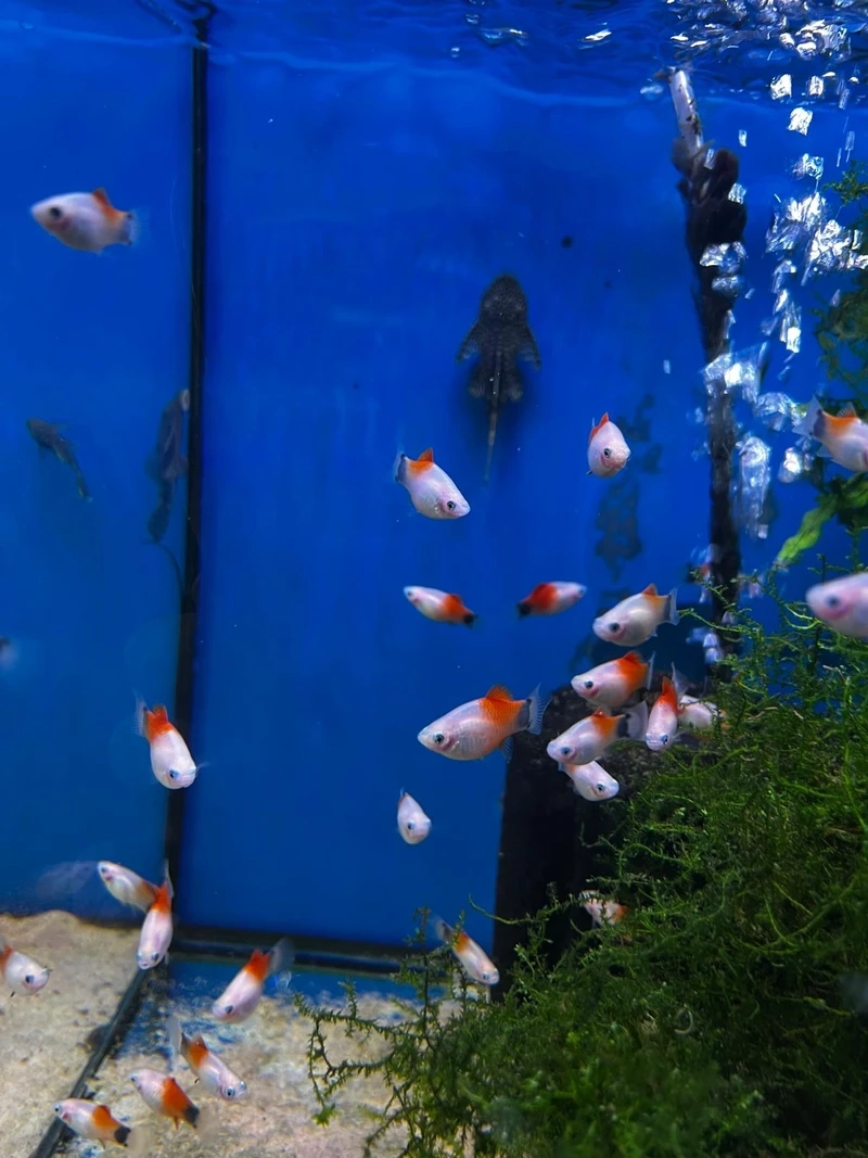 Ngắm nhìn cá platy mickey đàn đẹp bơi lội sinh động