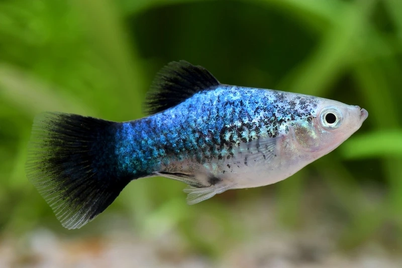 Khoảnh khắc đẹp của cá platy mickey chụp ảnh đẹp