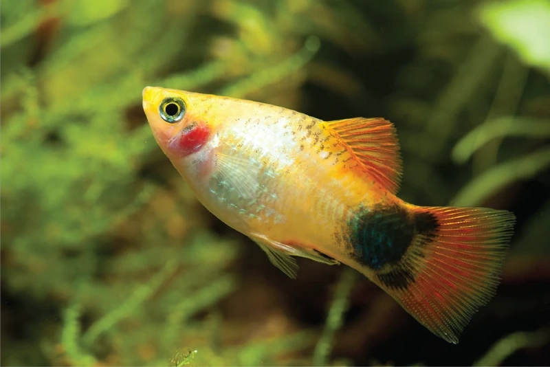 Nhỏ nhắn dễ thương với cá platy mickey mini