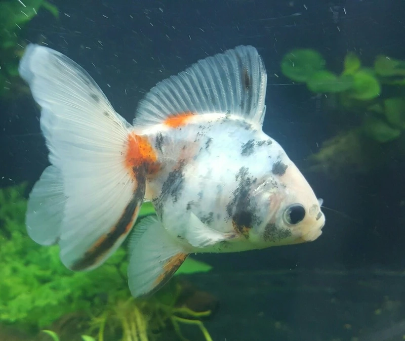 Tuyển chọn bộ sưu tập cá vàng ryukin đẹp nhất