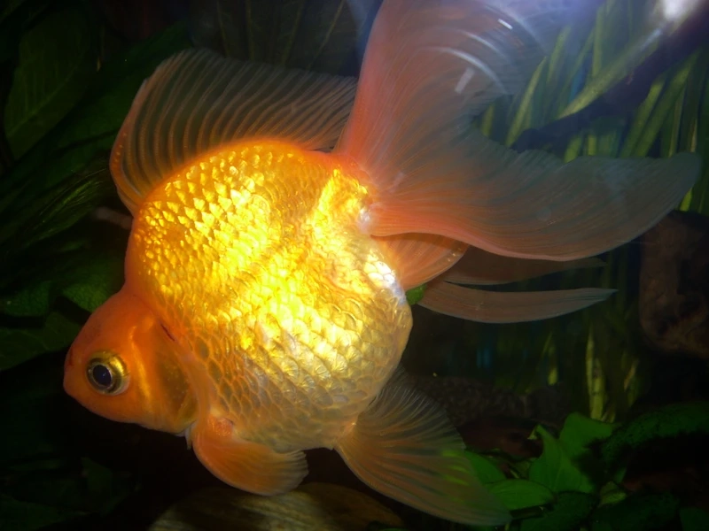 Dòng cá hiếm được săn lùng là cá vàng ryukin hiếm