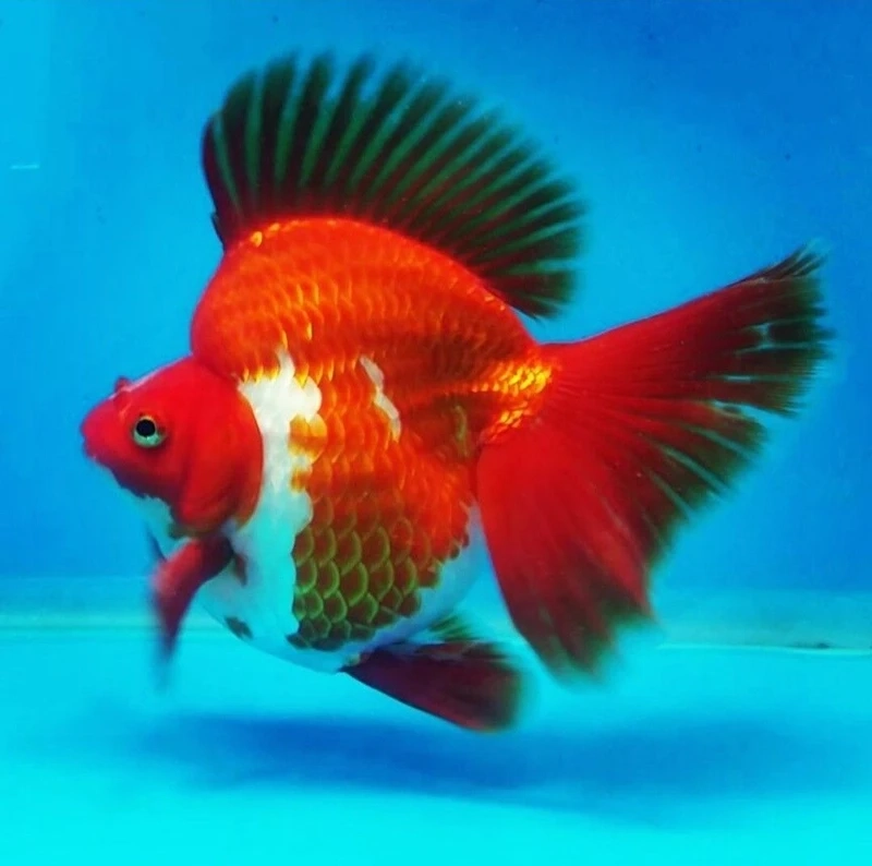 Nghệ thuật nuôi cá với cá vàng ryukin nghệ thuật