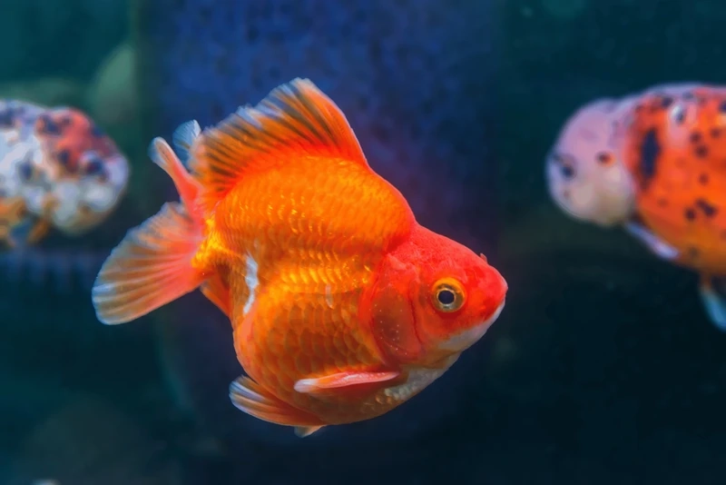 Chiêm ngưỡng vẻ đẹp của cá vàng ryukin cảnh đẹp