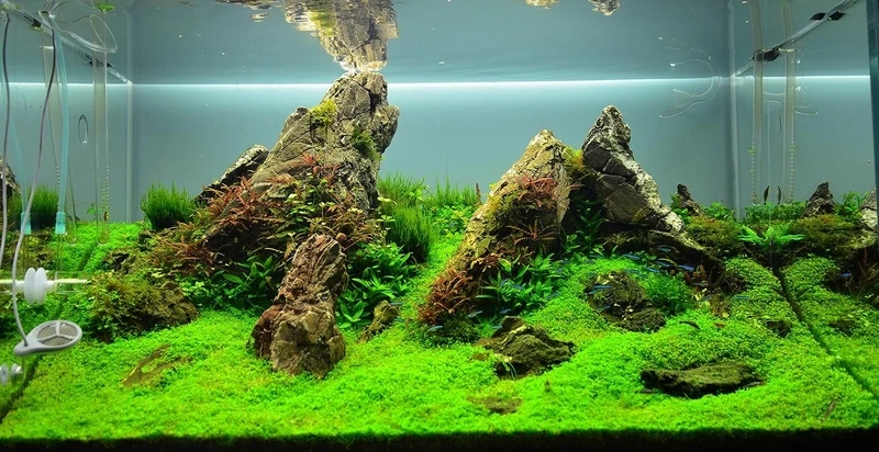 Không gian phong cảnh thu nhỏ trong hồ thủy sinh aquascape phong cảnh