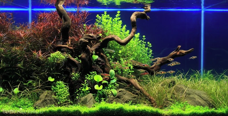 Tái hiện rừng xanh kỳ ảo với hồ thủy sinh aquascape rừng