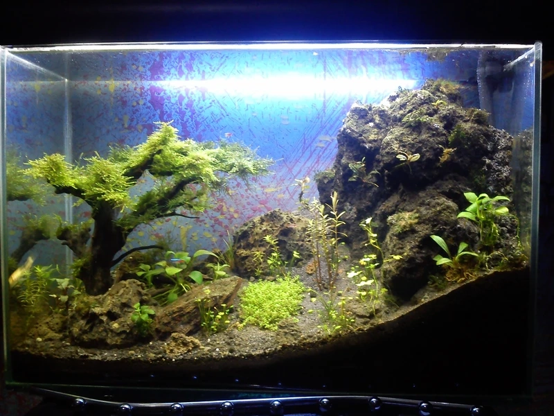 Không gian sáng tạo độc đáo với hồ thủy sinh aquascape sáng tạo