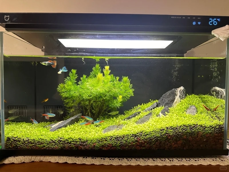 Decor không gian sống bằng hồ thủy sinh aquascape trang trí