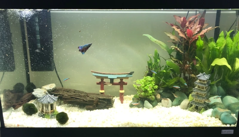 Sức hút tự nhiên từ hồ thủy sinh đá iwagumi chuẩn phong cách Nhật