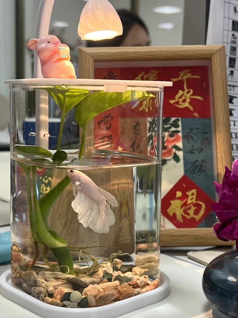 Góc làm việc thư giãn hơn với hồ thủy sinh để bàn văn phòng