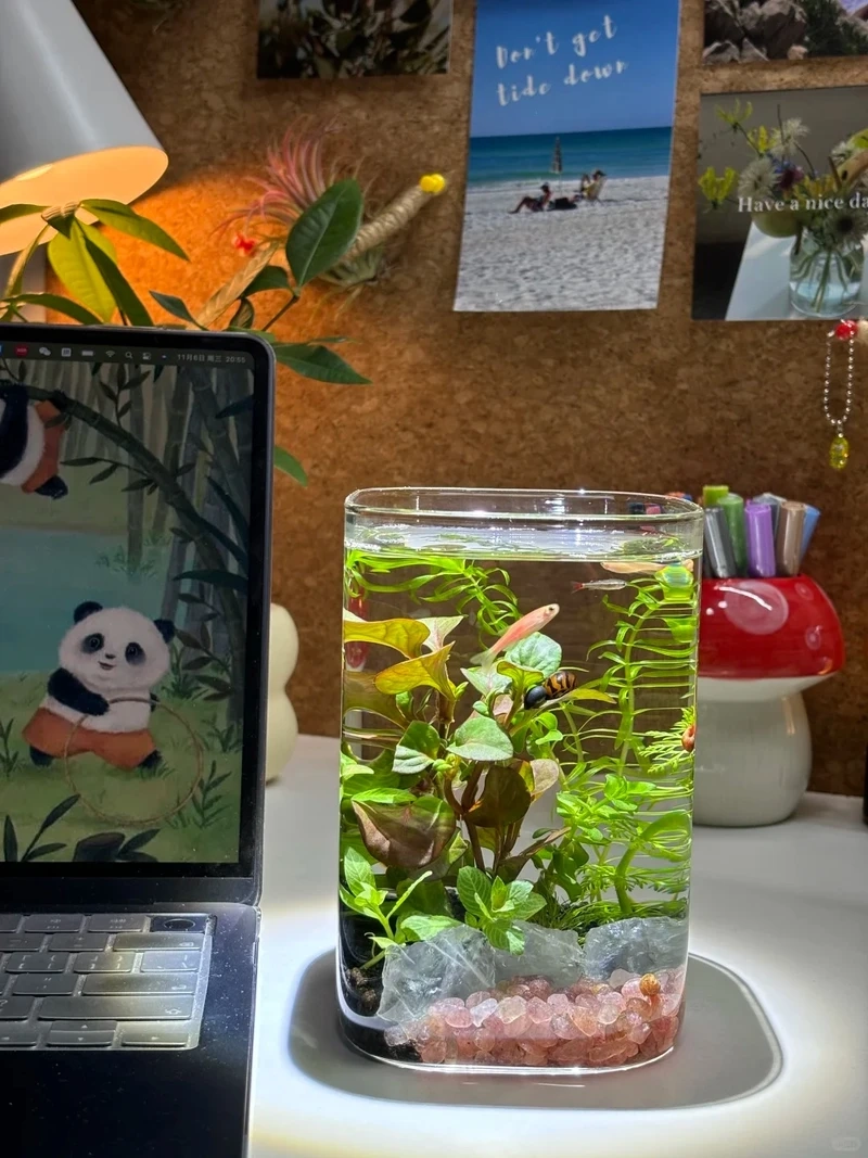 Nhỏ gọn tinh tế với hồ thủy sinh mini văn phòng cực xinh