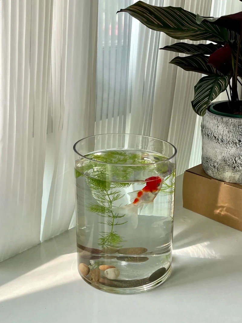 Decor không gian làm việc bằng hồ thủy sinh trang trí văn phòng