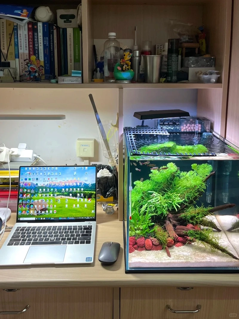 Tăng vượng khí nơi làm việc với hồ thủy sinh phong thủy văn phòng