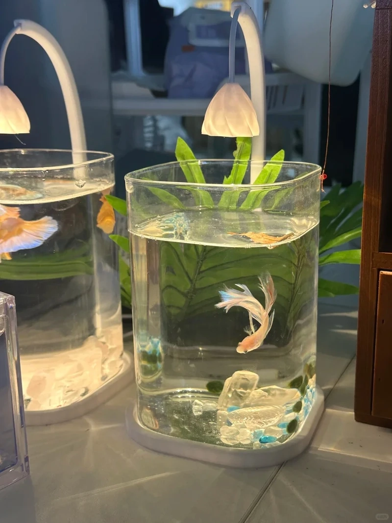 Thiết kế gọn gàng với hồ thủy sinh nhỏ gọn văn phòng