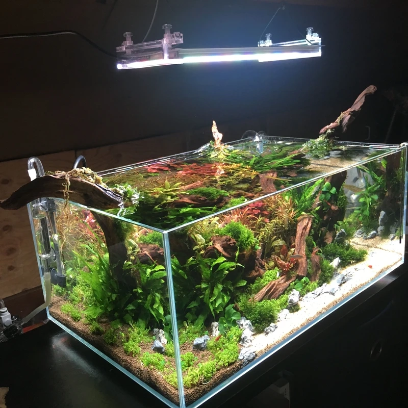 Phong cách tinh tế với hồ thủy sinh cây thấp nhật cực kỳ thanh lịch