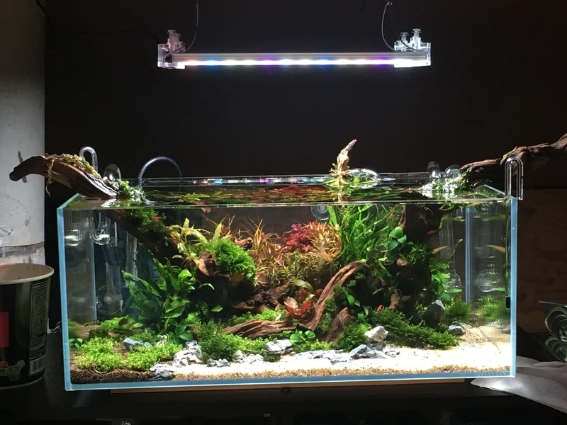 Không gian nghệ thuật độc đáo từ hồ thủy sinh nghệ thuật nhật