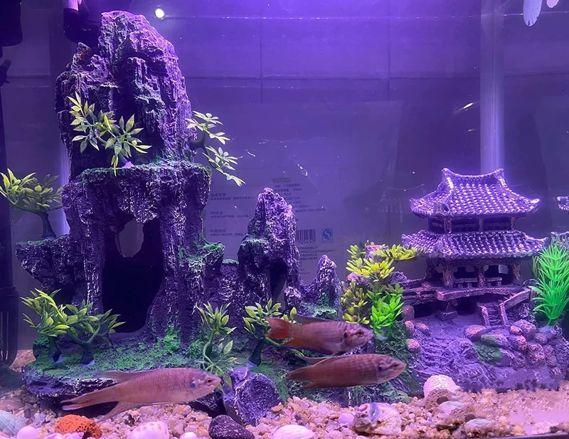 Đơn giản nhưng cuốn hút với hồ thủy sinh đơn giản nhật bản