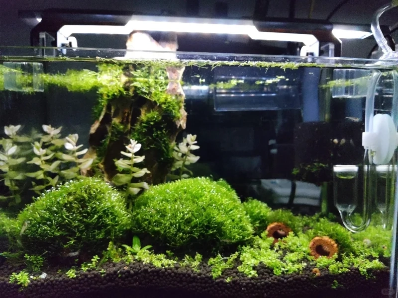 Vẻ đẹp tự nhiên của hồ thủy sinh rêu moss khiến ai cũng mê