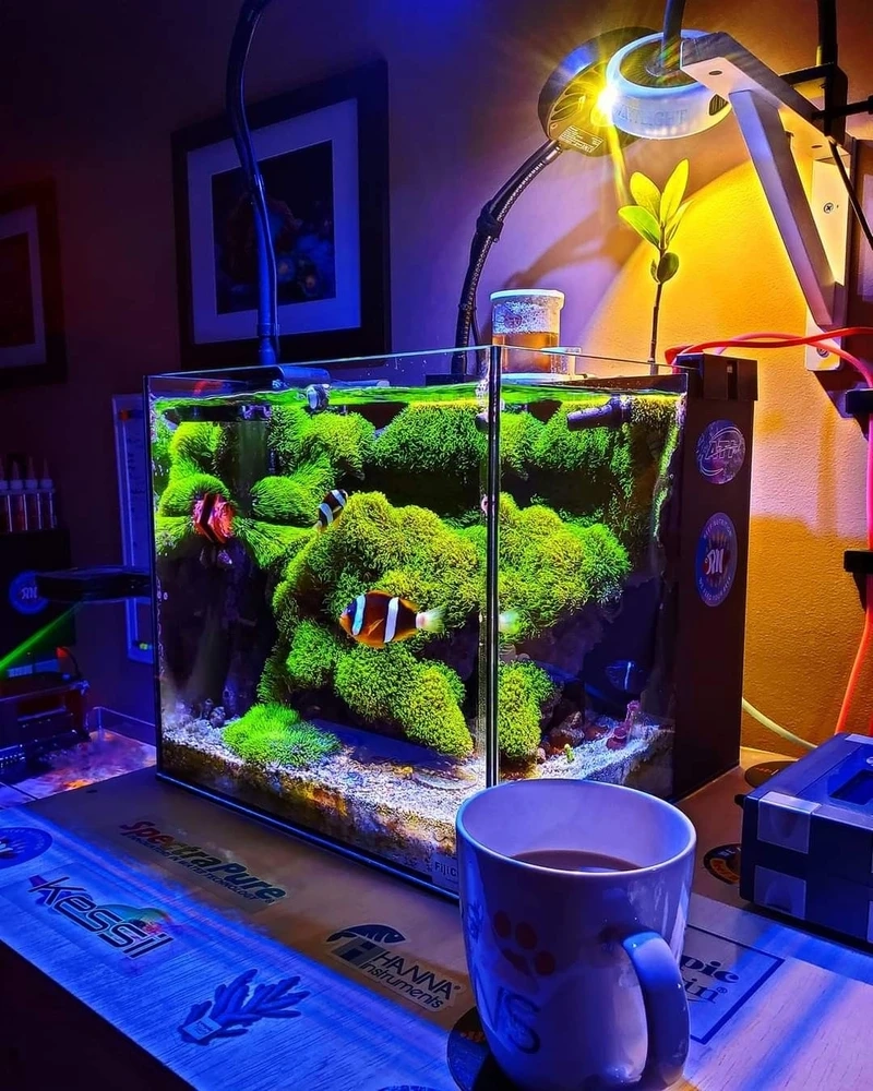 Tác phẩm độc đáo từ hồ thủy sinh rêu bonsai