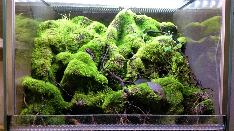 Phong cảnh thiên nhiên trong hồ thủy sinh rêu phong cảnh