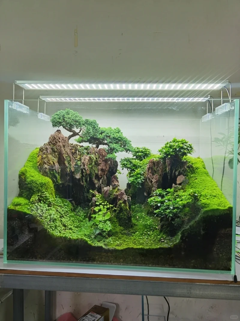 Phong cách tối giản từ hồ thủy sinh rêu xanh đơn giản