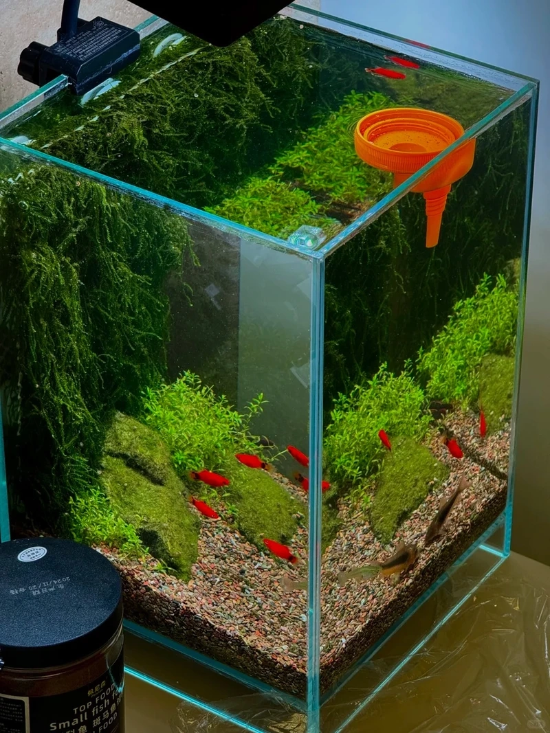 Ý tưởng decor từ bể cá thảm cây sáng tạo