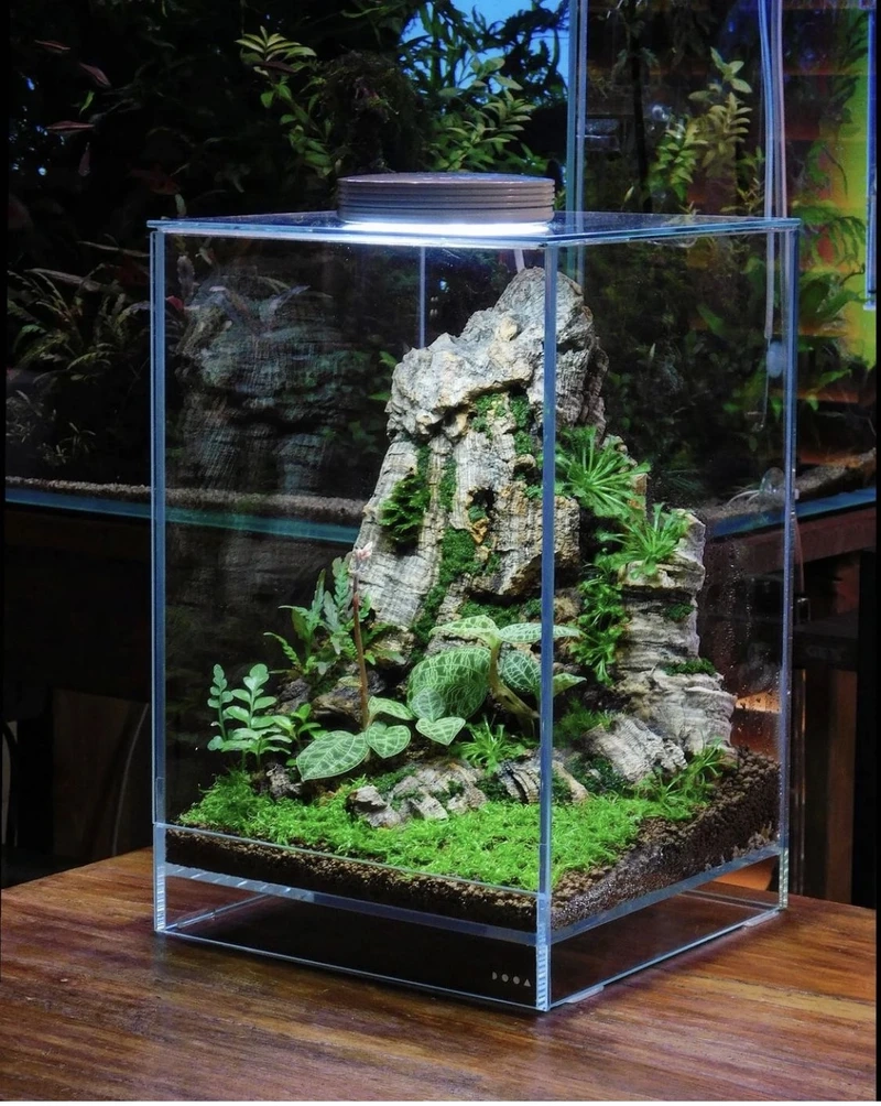 Không gian sang trọng hơn với hồ thủy sinh nhật cho phòng khách