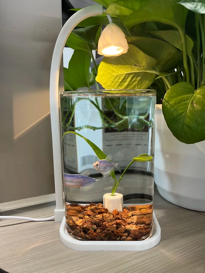 Phong cách tinh giản của hồ thủy sinh đơn giản văn phòng