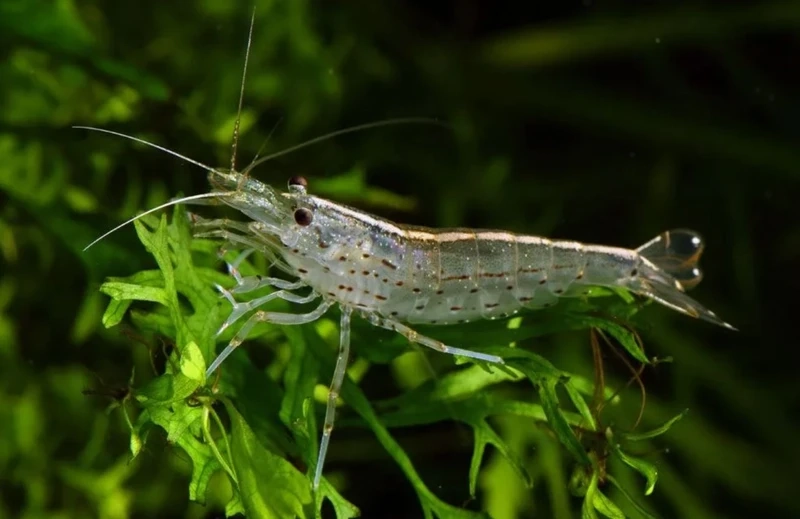 Lựa chọn tuyệt vời cho tép amano hồ thủy sinh