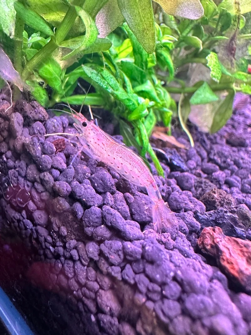 Loài tép được yêu thích trong giới tép amano cảnh