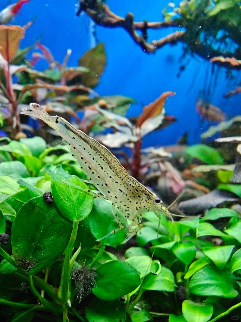 Loài tép nổi tiếng tép amano dọn rêu trong bể cá