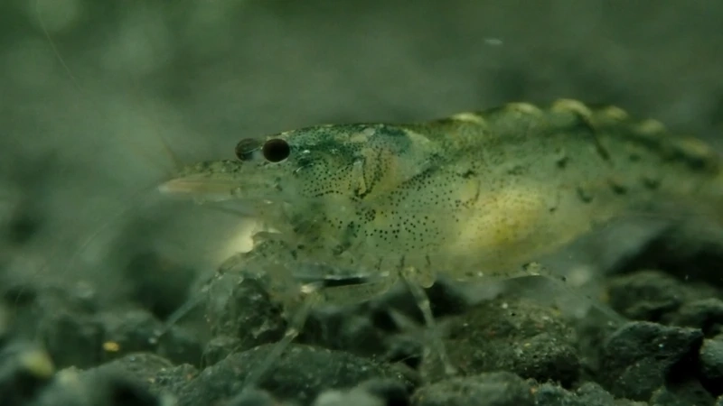 Nguồn gốc đặc biệt của tép amano nhật bản