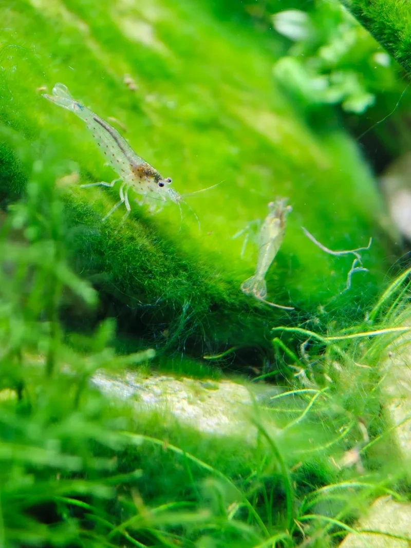 Lựa chọn lý tưởng tép amano cho bể thủy sinh