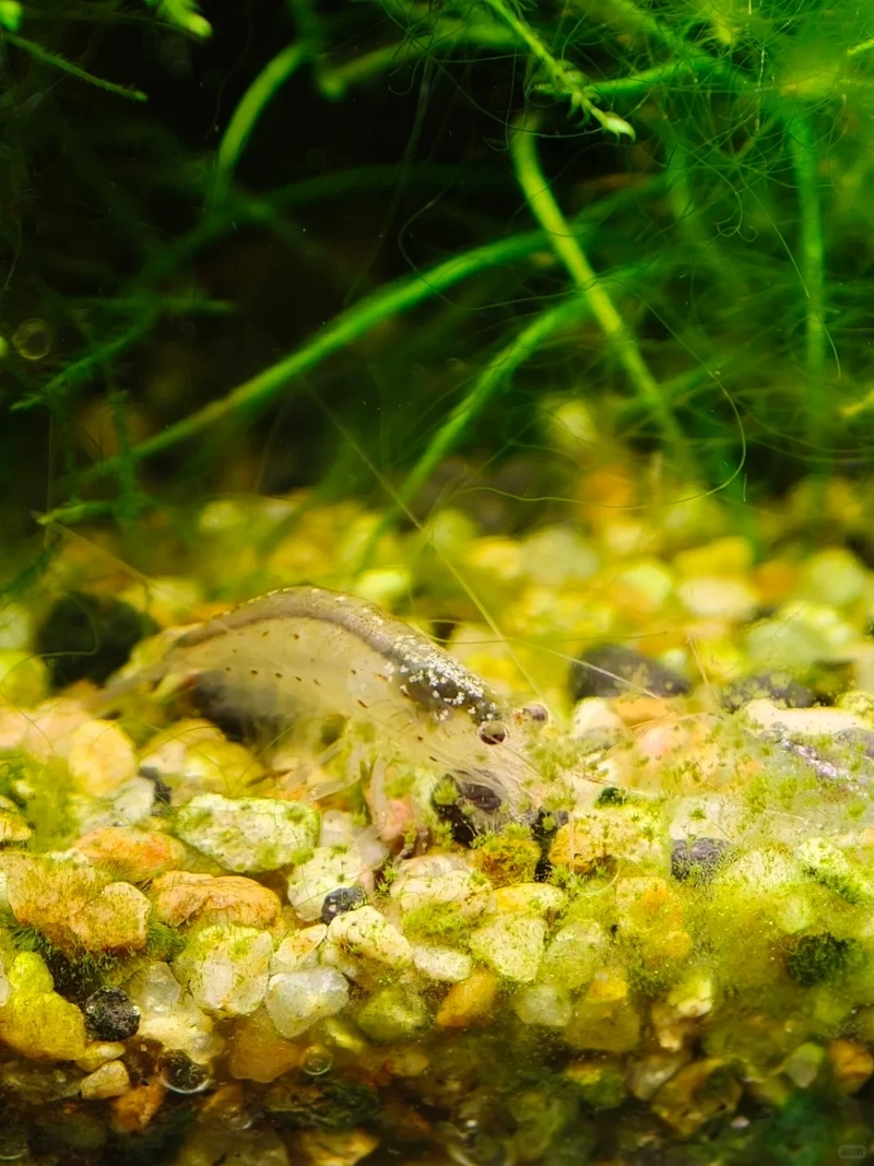 Hồ cá sinh động với tép amano sinh động