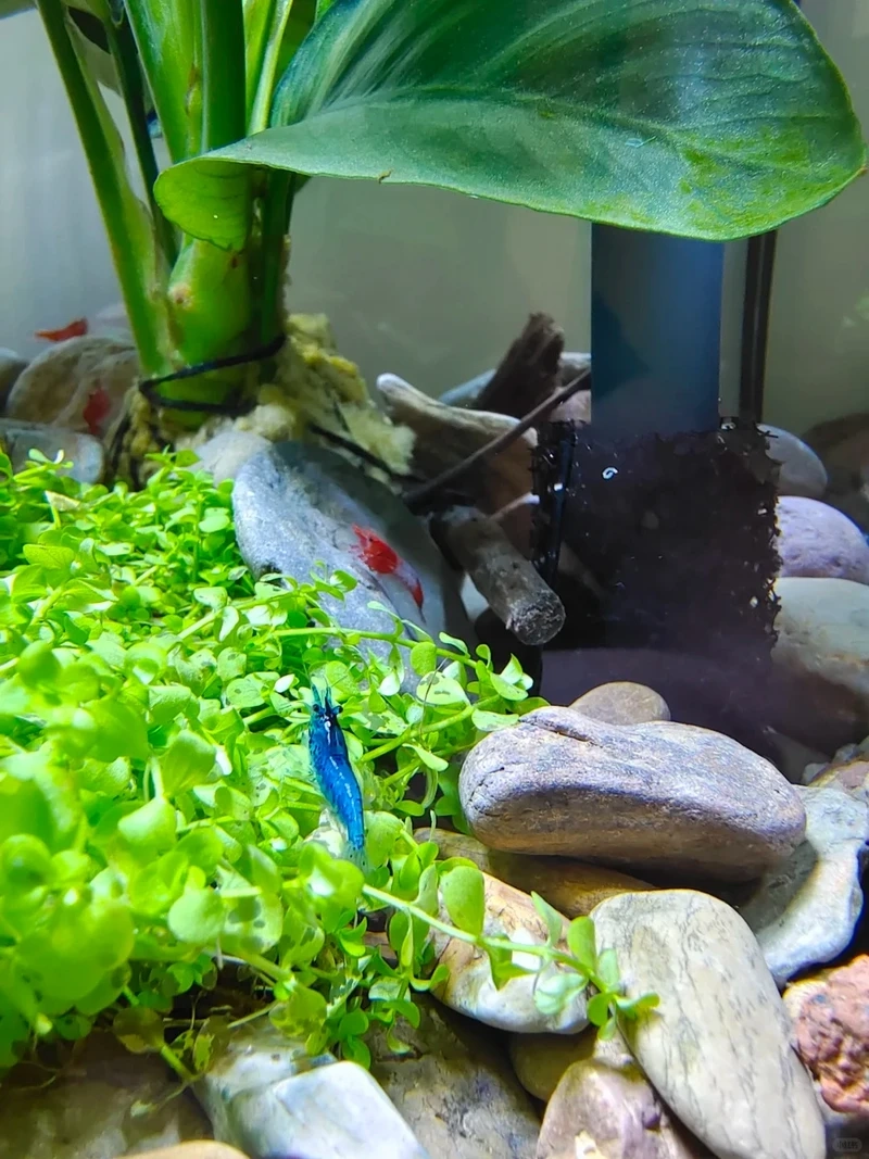 Vẻ đẹp nổi bật của tép blue velvet xanh dương trong bể thủy sinh