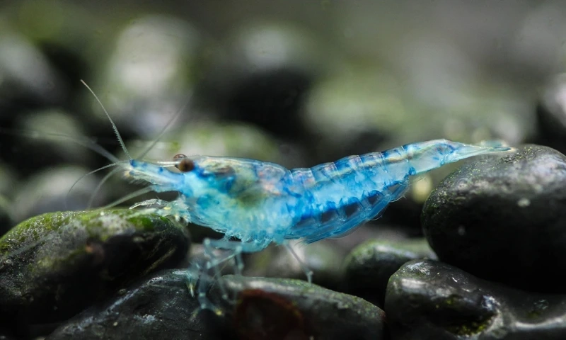 Dòng tép được yêu thích trong giới tép blue velvet cảnh