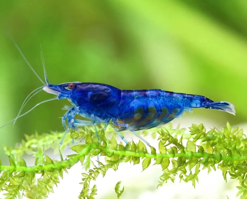 Dễ kết hợp với tép blue velvet nuôi chung thủy sinh