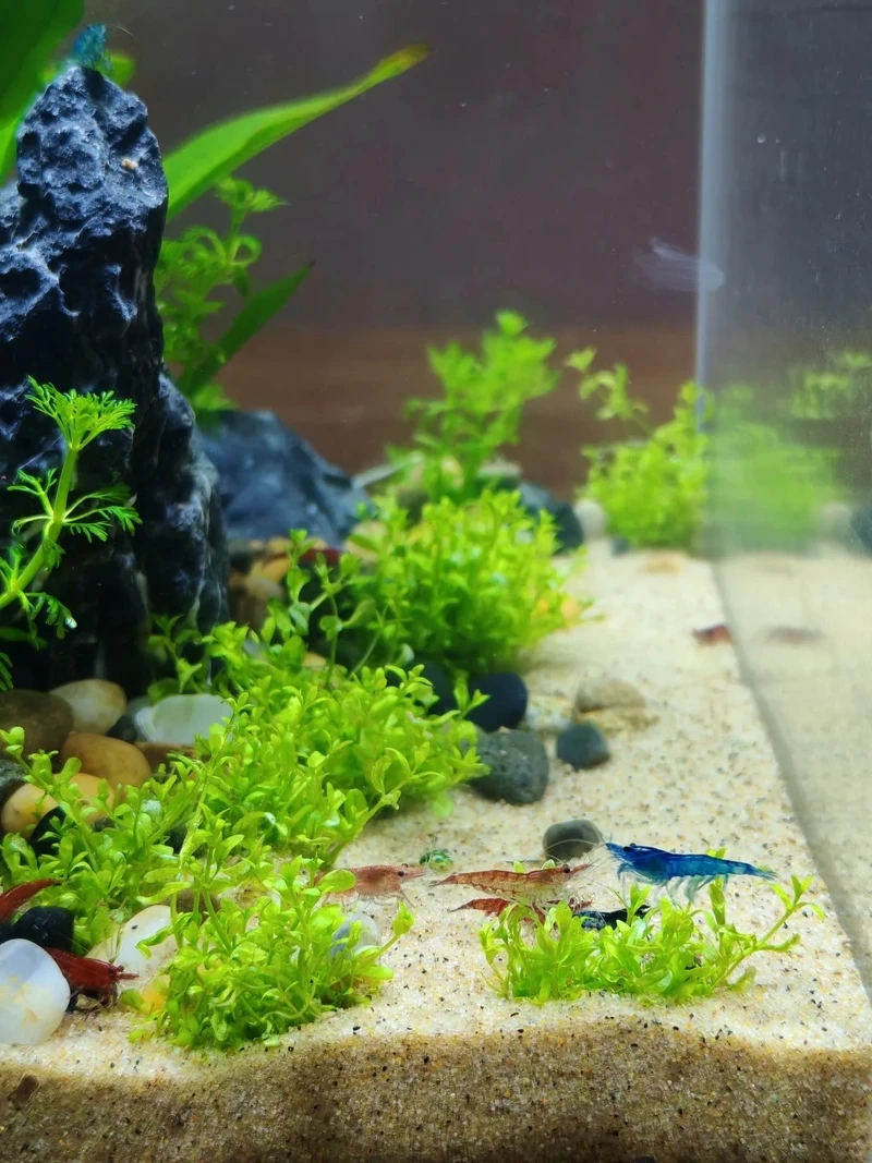 Vẻ độc đáo của tép blue velvet độc lạ