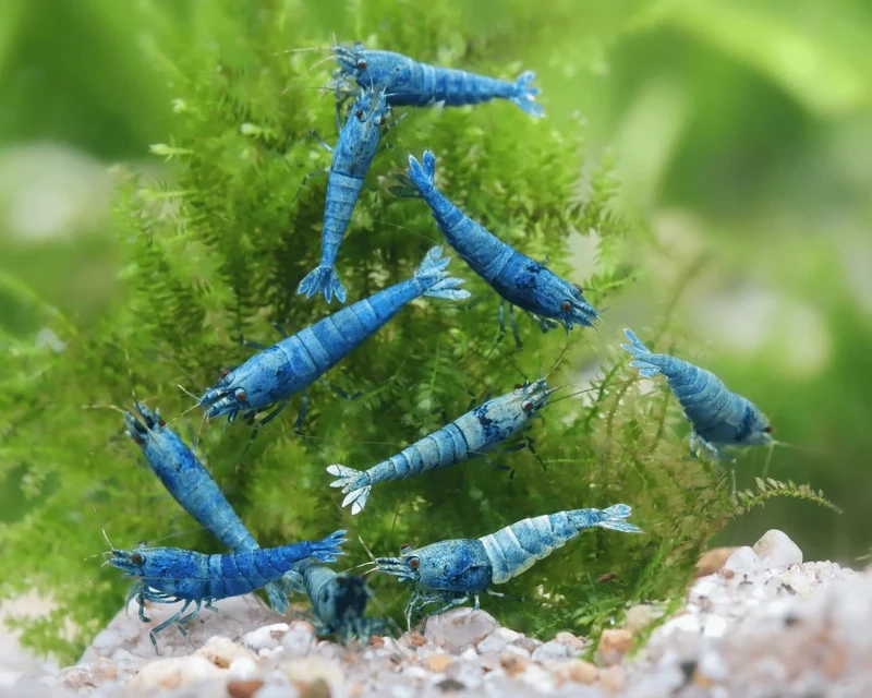 Khoảnh khắc đẹp của tép blue velvet chụp ảnh đẹp