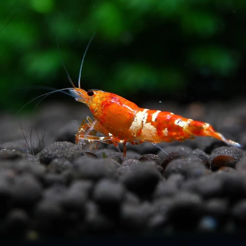 Nhỏ nhắn đáng yêu với tép pinto mini